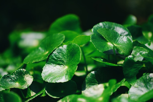 Centella Asiatica vs Niacinamide: Which Is Better for Your Skin?